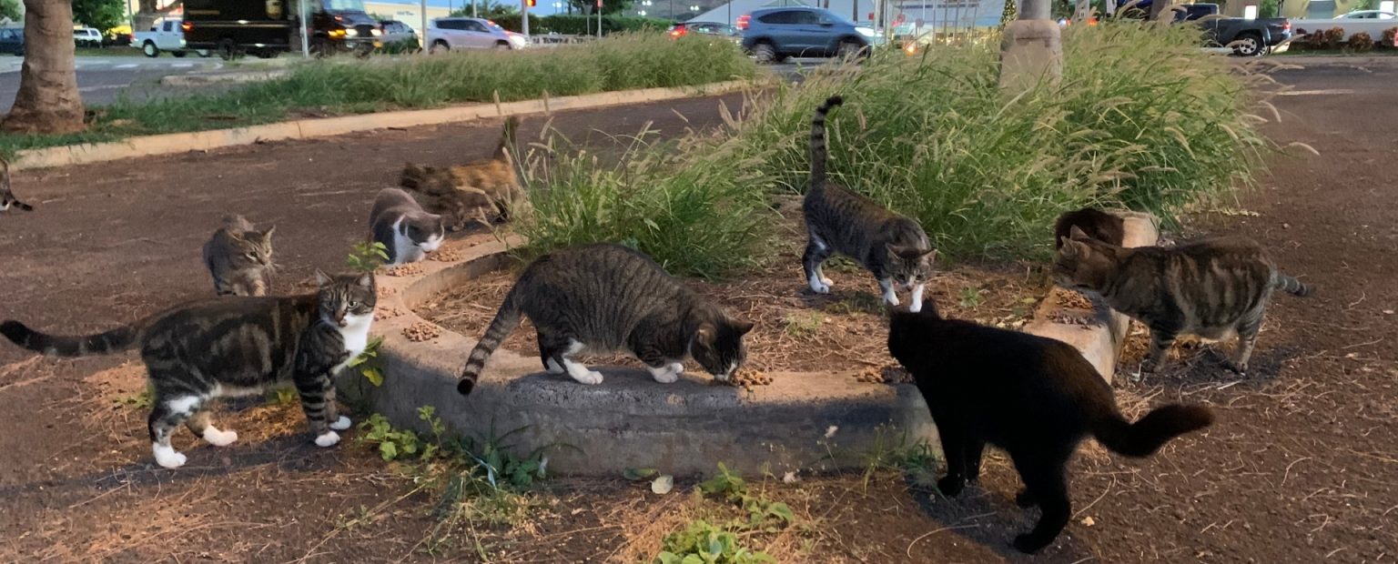 FreeRoaming Cat Program Hawaiian Humane Society