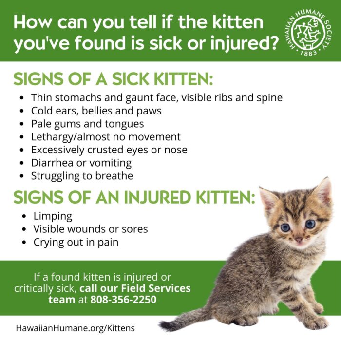 Kitten Resources : Hawaiian Humane Society