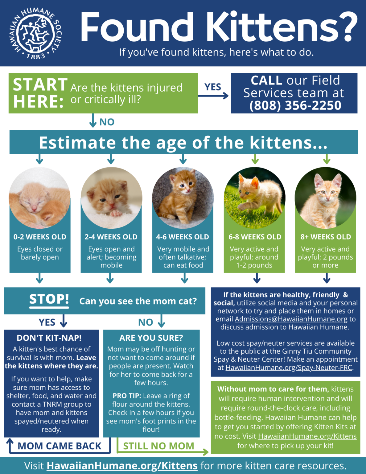 Kitten Resources : Hawaiian Humane Society