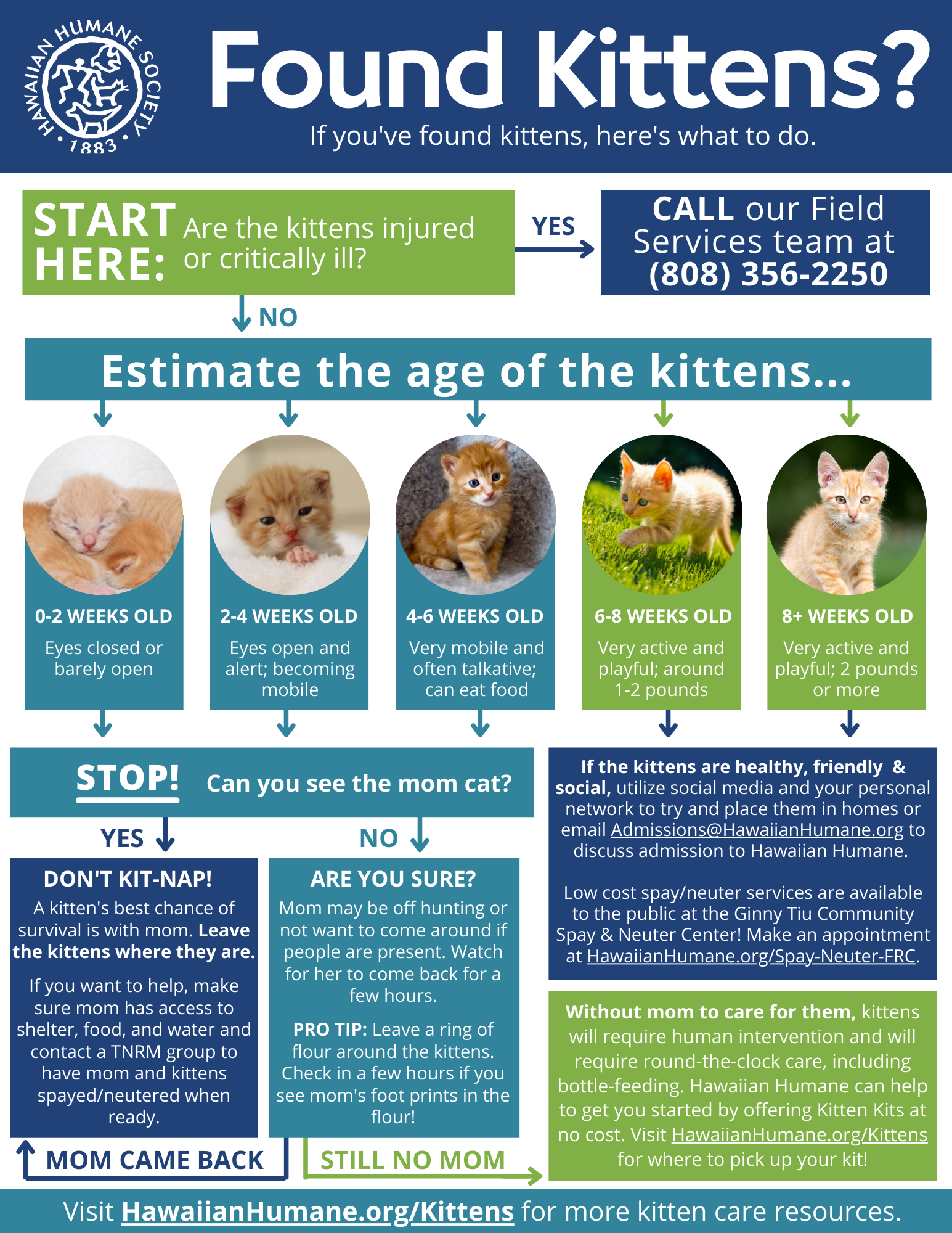 Age chart for hot sale kittens