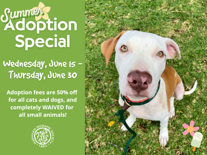 Summer Rescue Summer Adoption Special : Hawaiian Humane Society