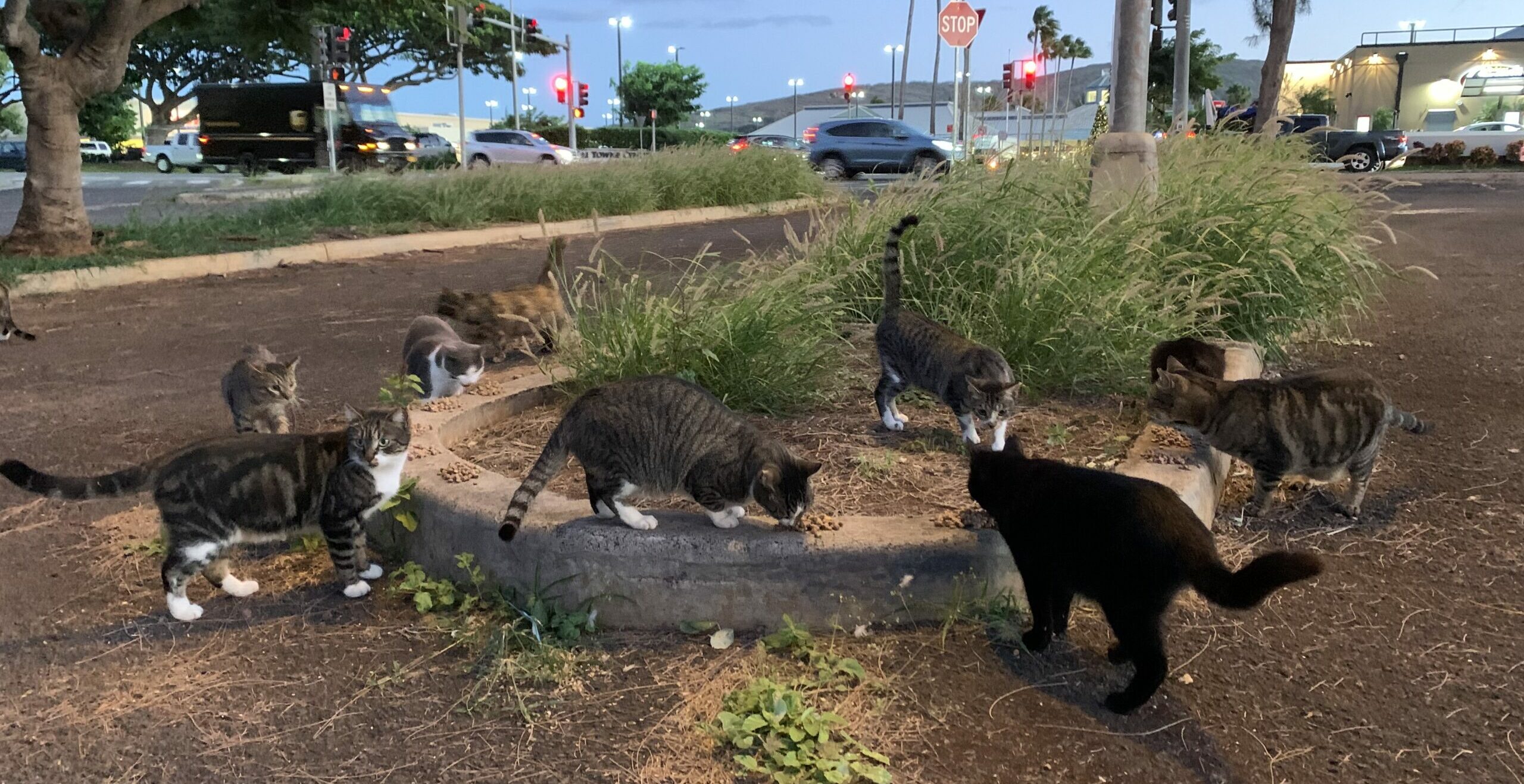 FreeRoaming Cat Program Hawaiian Humane Society